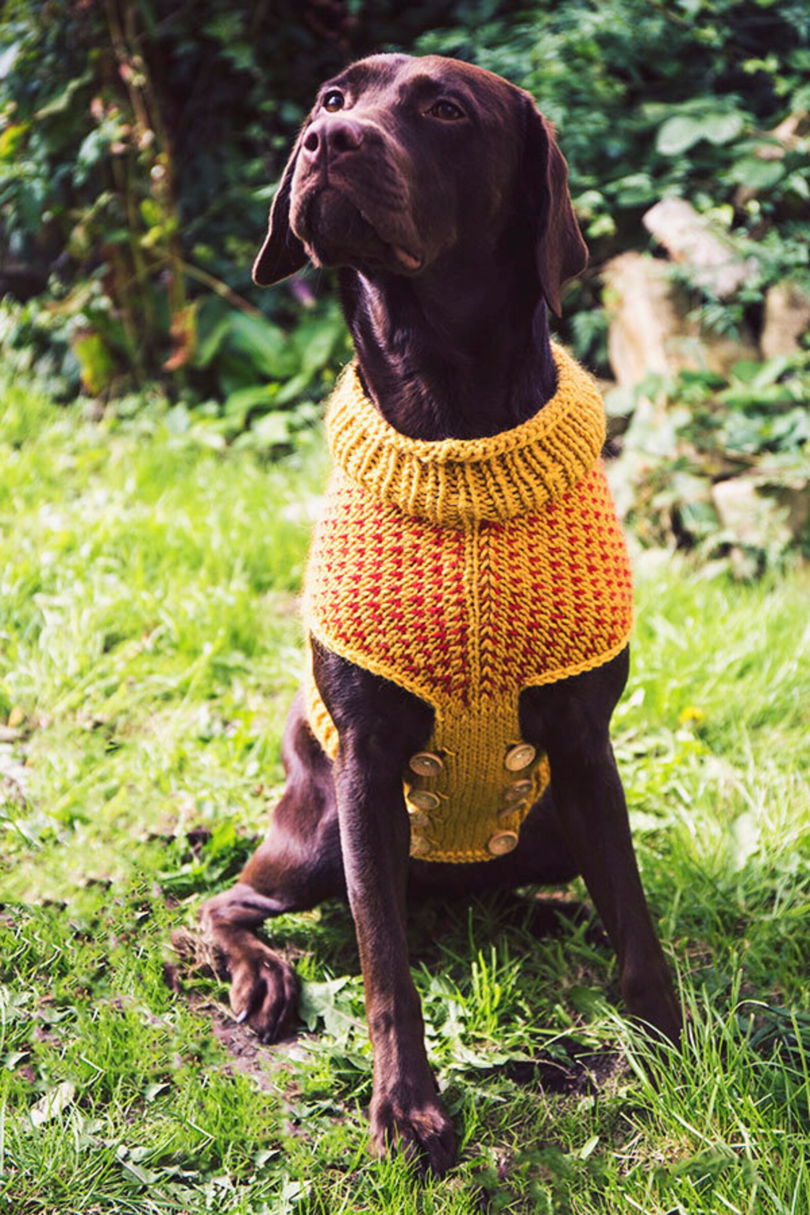 The Lab Coat a Dog Sweater. Etsy UK