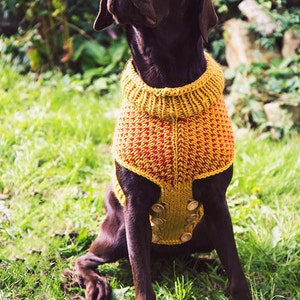 The Lab Coat a Dog Sweater. - Etsy UK