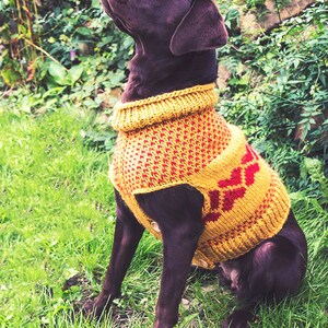 The Lab Coat, a dog sweater.