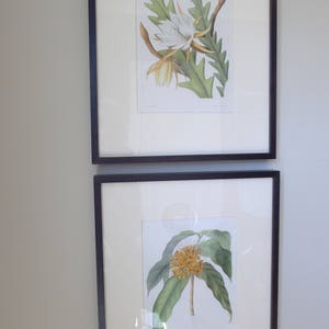 Antieke botanische L. Constans handgekleurde lithografieën