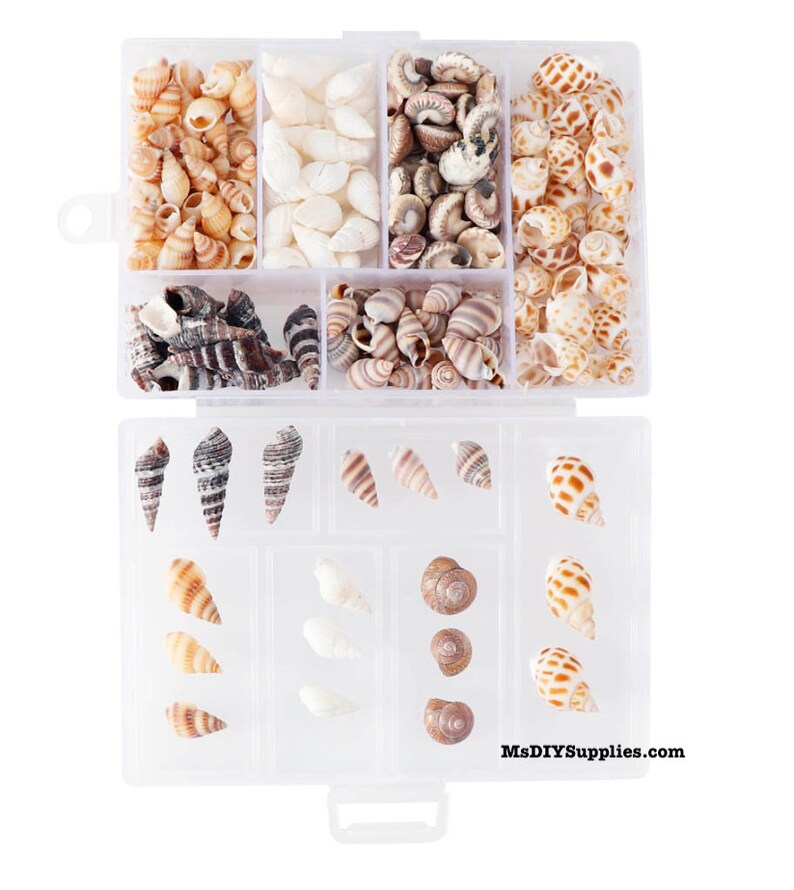 100Pcs/Box Natural Conch Shells Mini Conch Corn Screw for Etsy