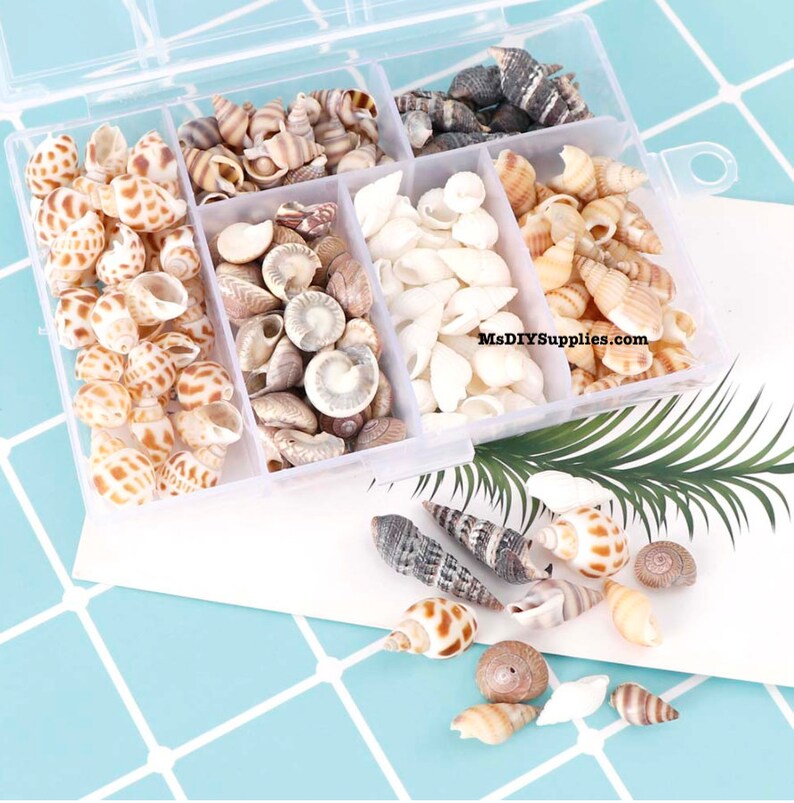 100Pcs/Box Natural Conch Shells Mini Conch Corn Screw for Etsy