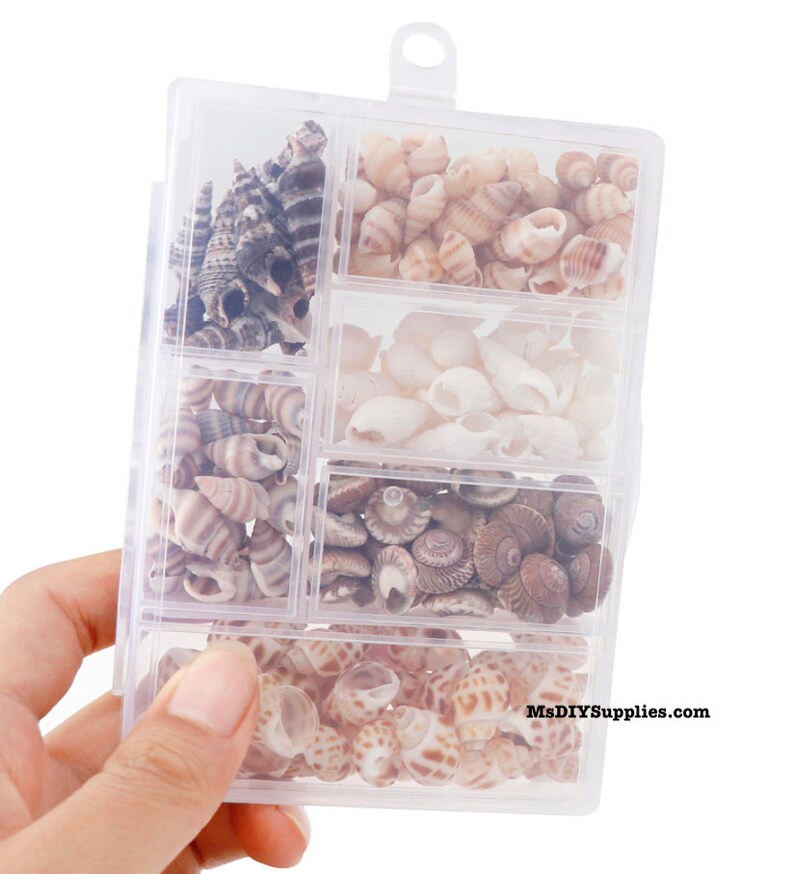 100Pcs/Box Natural Conch Shells Mini Conch Corn Screw for Etsy