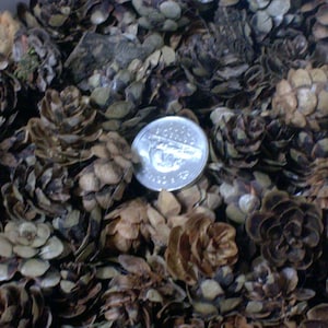May include: A close-up image of a pile of brown pine cones. A silver UK 20 pence coin is in the centre of the image for scale.
