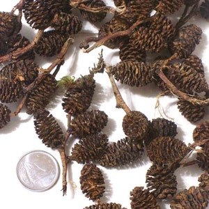 Mini pine CONES, Christmas wreath, decoration, supplies, ornament, alder cones