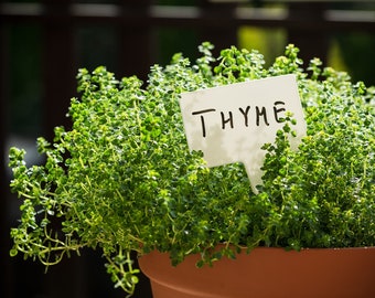 Thyme Seeds