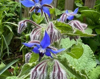 Blue Borage Seeds