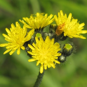 Yellow Hawkweed Seeds // (Hieracium caespitosum) Also known as field or meadow hawkweed, yellow king-devil, or yellow paintbrush.