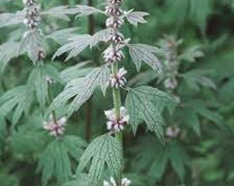 Motherwort Seeds