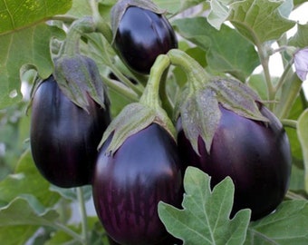 Black Beauty Eggplant seeds