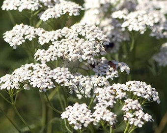 White Yarrow Seeds