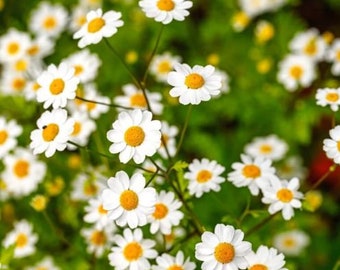 Feverfew Seed