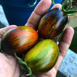 Tomato - Brad&#39;s Atomic Grape Tomato seeds