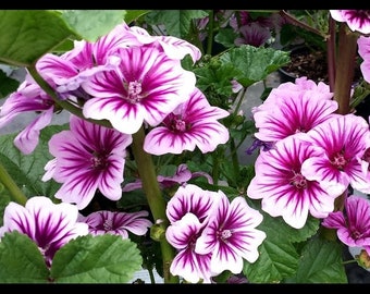 Zebrina Mallow (or Striped Mallow) Seeds // Malva sylvestris 'Zebrina'