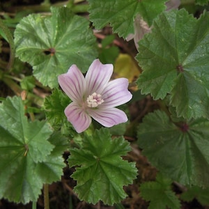 May include: A single pink flower with five petals and a white center surrounded by green leaves.