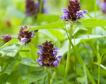 Self Heal (Prunella vulgaris) Seeds