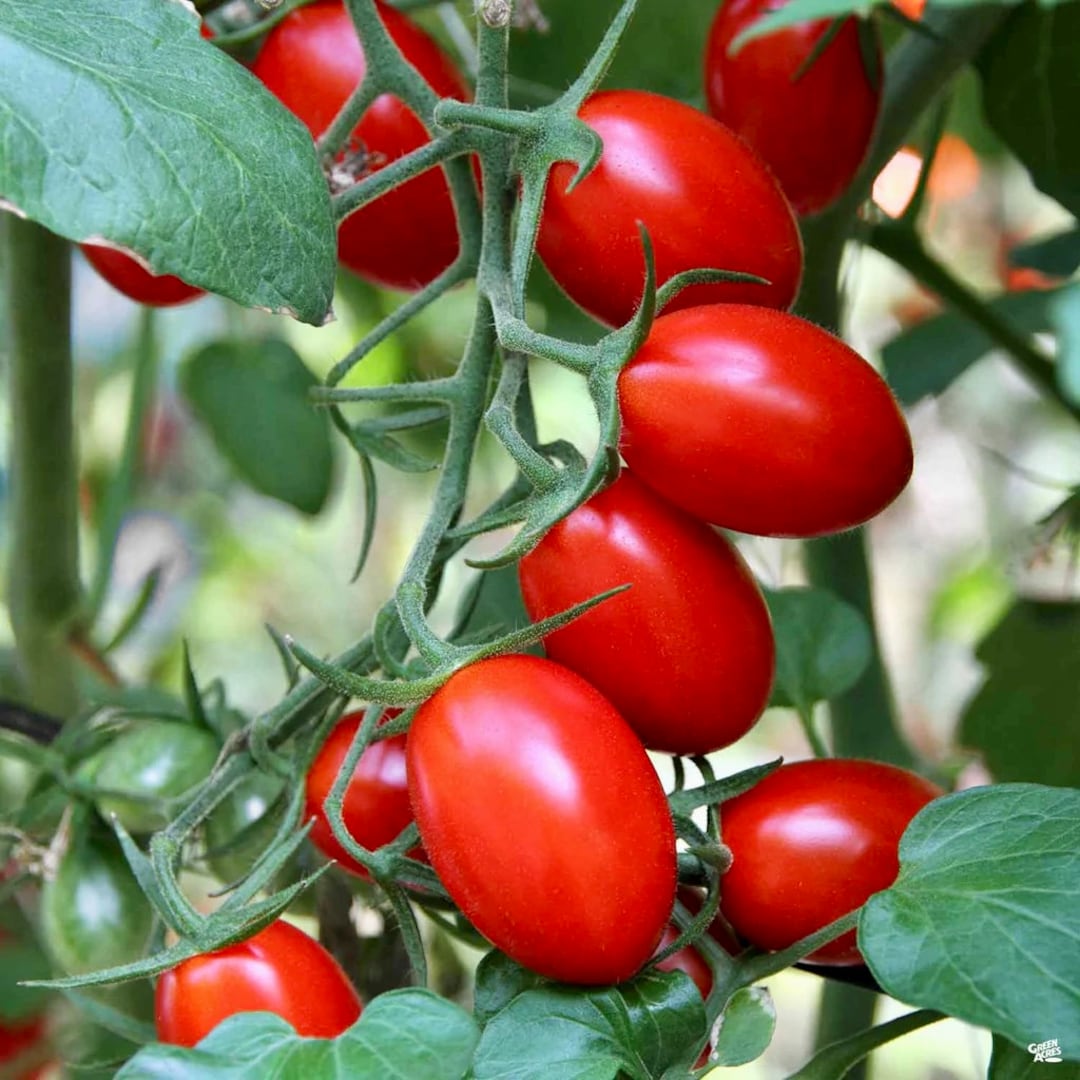 Tomato Red Jelly Bean Cherry Tomato Seeds - Etsy