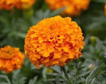 Marigold -- Xochi Orange / double bloom Seeds