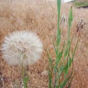 Yellow Salsify (Oyster Plant) Seeds