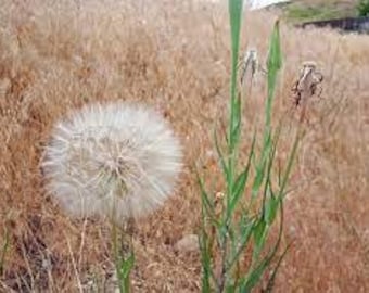 Yellow Salsify (Oyster Plant) Seeds