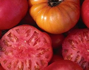 Tomato - Mortgage Lifter Tomato seeds