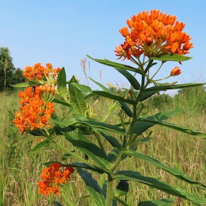 May include: A close-up of a bright orange butterfly weed plant with green leaves and a blue sky in the background.