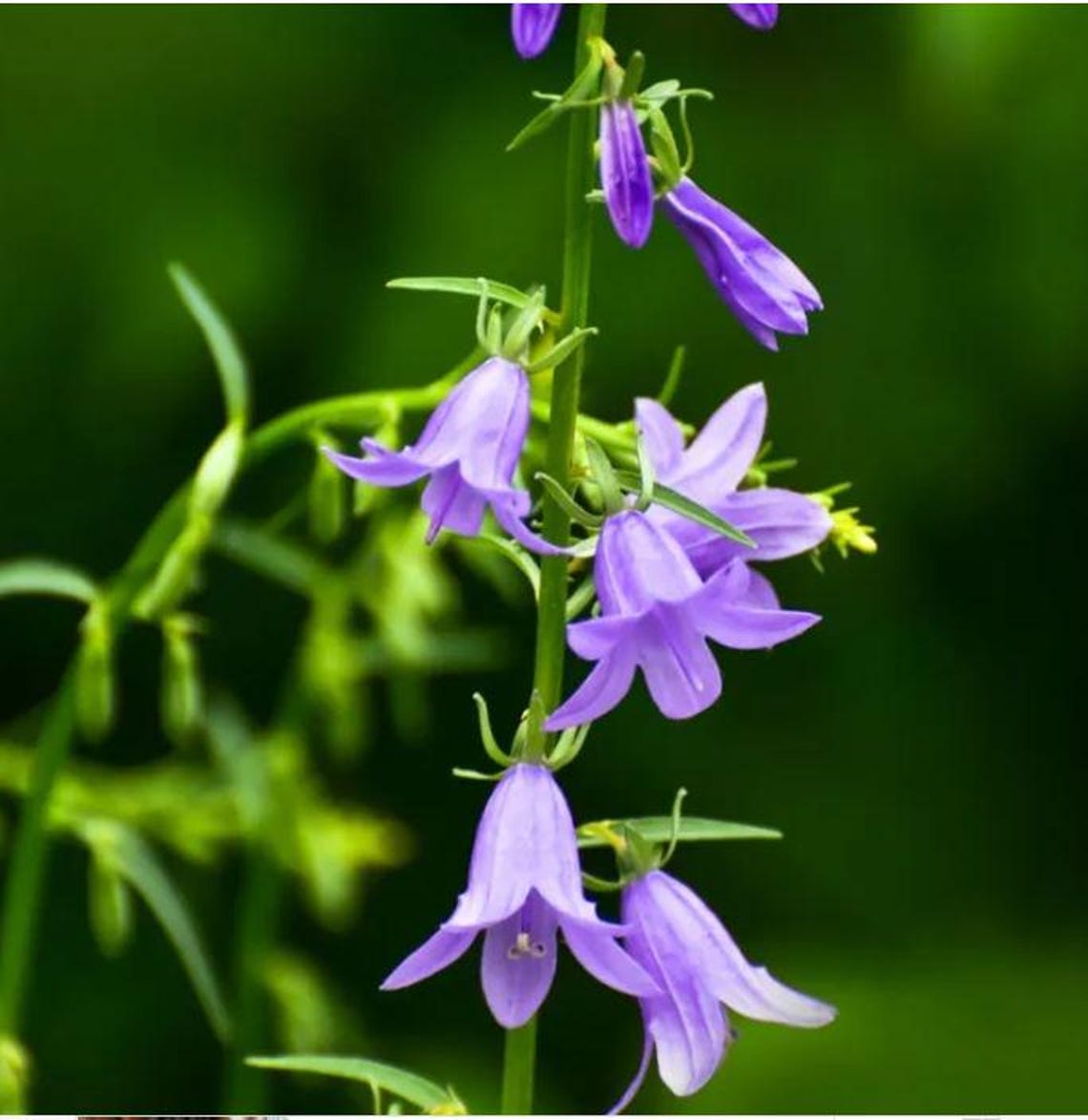 Rover Flower Creeping Bellflower Seeds//(campanula Rapunculoides) AKA: Rampion or ...