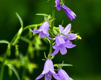 Bellflower 'bells and Whistles' Violet-purple, Bell Shaped Flowers