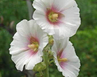 White Antwerp Hollyhock seeds