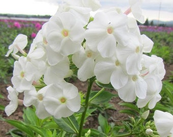Tall Phlox - ‘David’ seeds