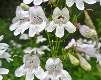 White Foxglove Beardtongue seeds// (Penstemon digitalis). Also know as foxglove beardtongue, tall white beardtongue, or white penstamon.