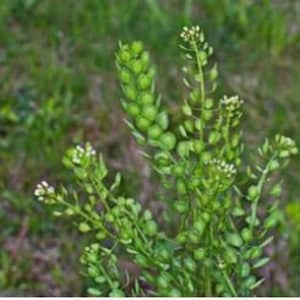 Pennycress Seeds