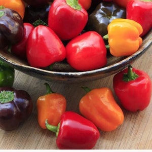 Mini Bell Pepper seeds