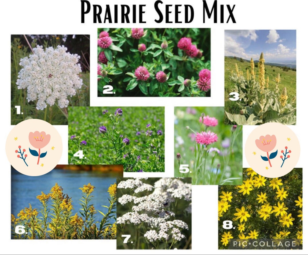 Prairie Garden Seed Mix Build Your Own Pollinator Garden With the 8