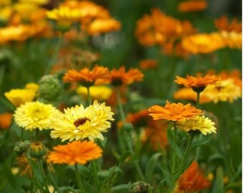 Calendula (Pot Marigold) Yellow/Orange Mix Seeds