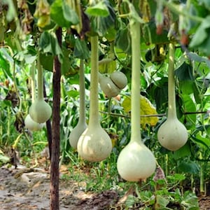 Dipper Gourd Seeds // (Lagenaria siceraria)