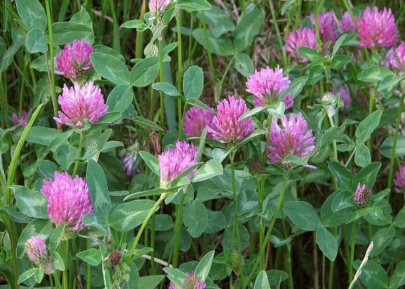 FromOurFarmstead Clover Seeds