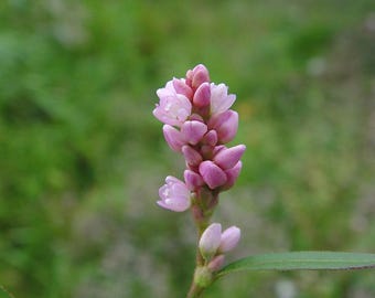 Lady's Thumb, Smartweed, Knotweed Seeds