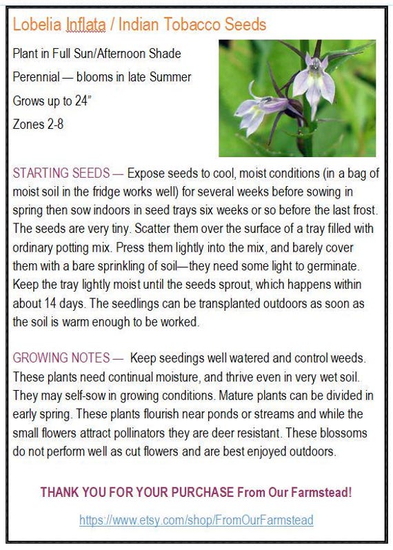 Lobelia Inflata/ Indian Tobacco Seeds
