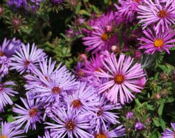 New England Aster (Wild Aster) Seeds// (Symphyotrichum novae-angliae) is also known as the Hairy Michaelmas-daisy.