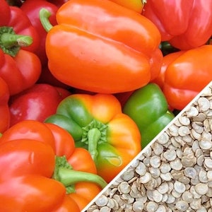 Pepper - California Wonder Bell Pepper Seeds