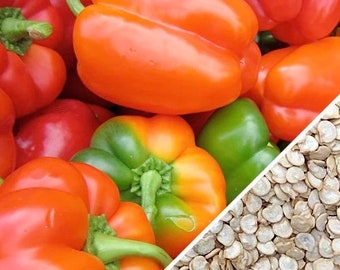 Pepper - California Wonder Bell Pepper Seeds