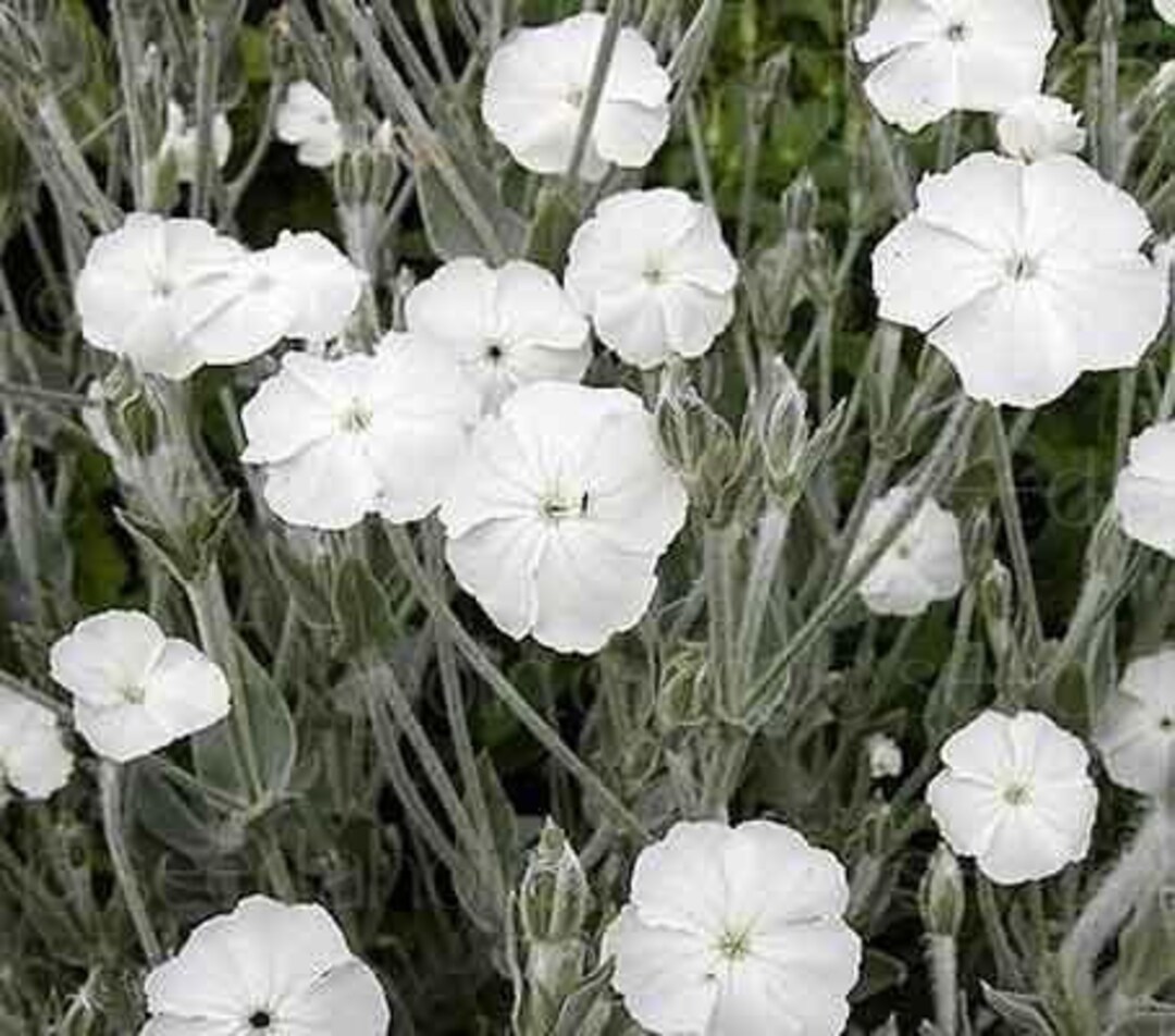 White Rose Campion Seeds Etsy