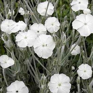 White Rose Campion Seeds