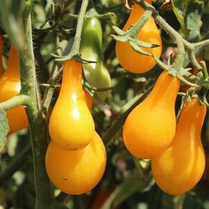 Tomato - Yellow Pear Cherry Tomato seeds