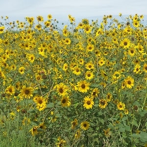 Prairie Sunflower Seeds // (Helianthus petiolaris) Also known as plains sunflower or lesser sunflower.