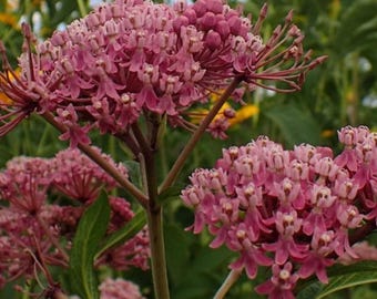 Swamp Milkweed Seed: Gardeners - attract pollinators; Hunters - see your scent