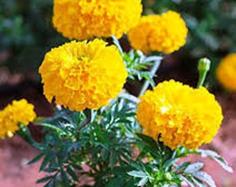 Marigold -- Tall Yellow African Seeds