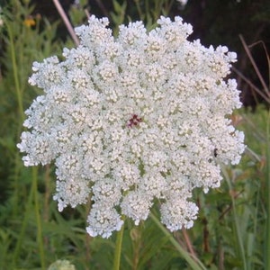 Queen Anne’s Lace (Wild Carrot) 50+ seeds/pack