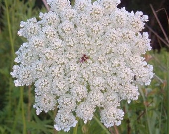 Queen Anne’s Lace (Wild Carrot) 50+ seeds/pack